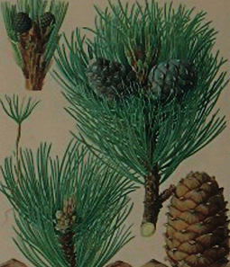 Alpine Pine